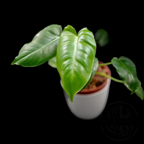 Philodendron Burle Marx variegata