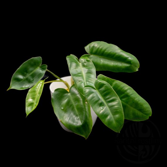 Philodendron Burle Marx variegata