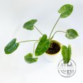 Philodendron Burle Marx variegata