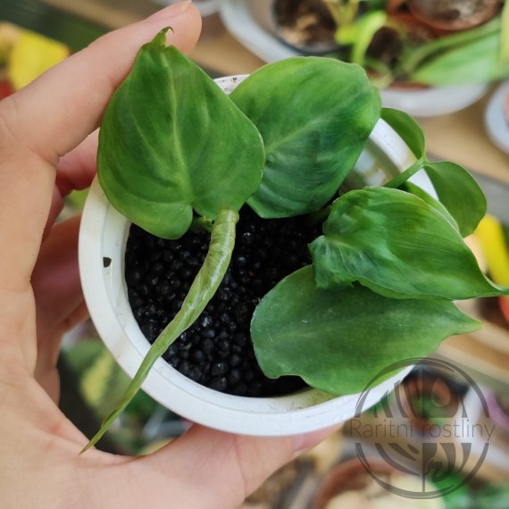 Philodendron camposportoanum ŘÍZEK