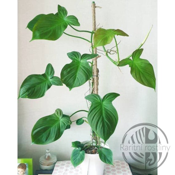  Philodendron camposportoanum