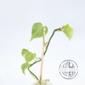 Philodendron camposportoanum