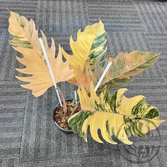 Philodendron Caramel Marble Variegata