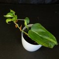 Philodendron Cream Splash