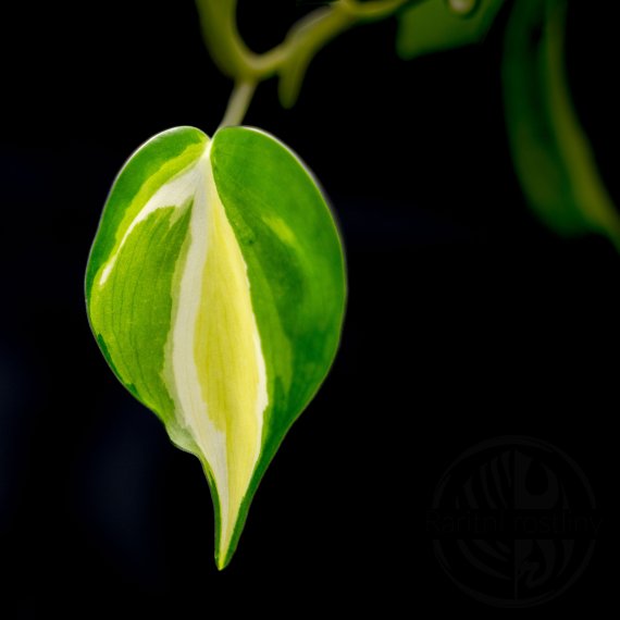 Philodendron Cream Splash 