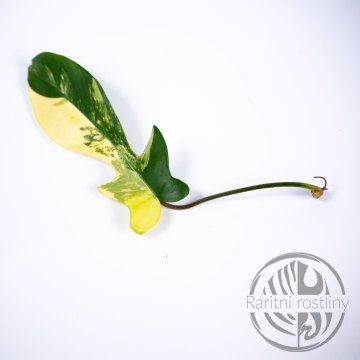 Philodendron Florida Beauty řízek