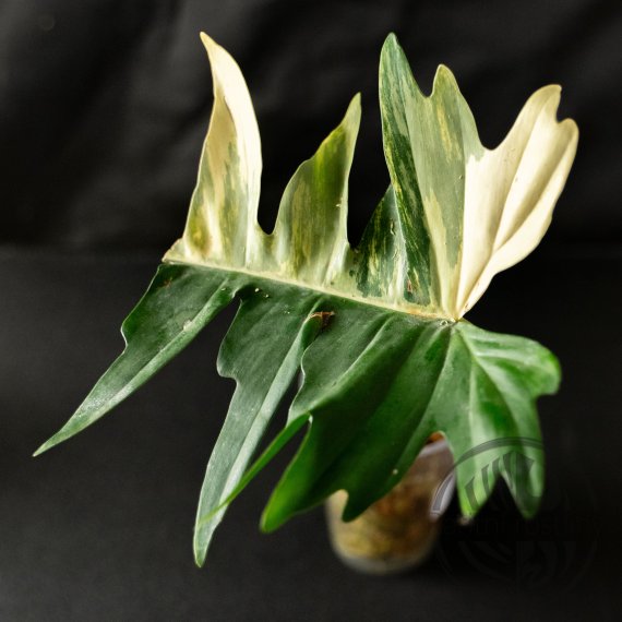 Philodendron Florida Beauty x Tortum 