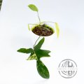 Philodendron Florida Beauty