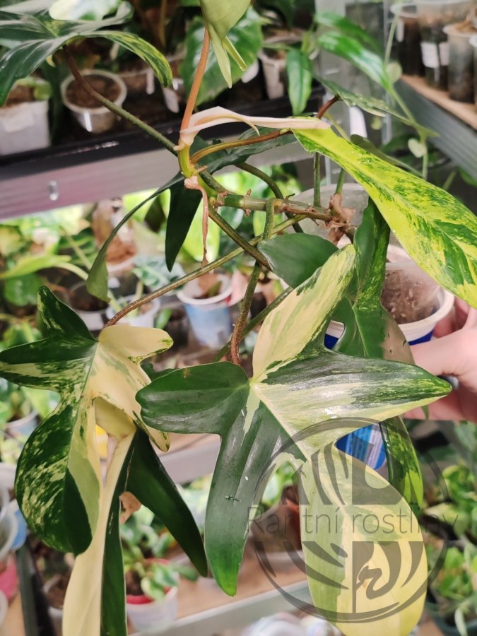 Philodendron Florida Beauty