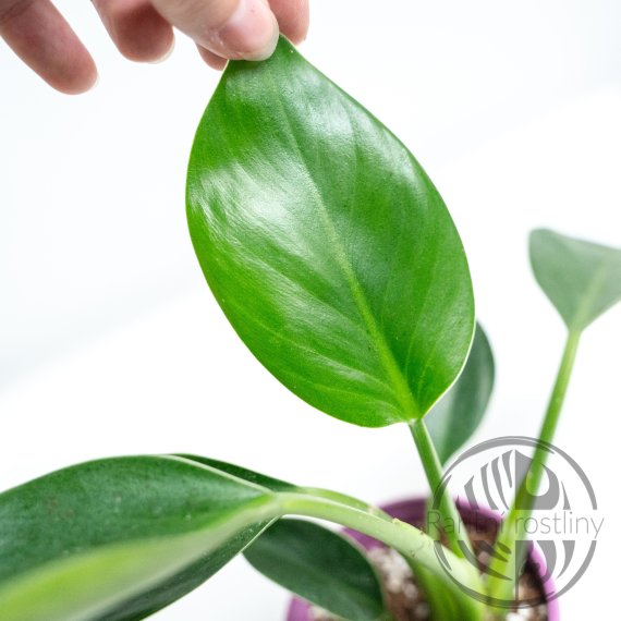 Philodendron Green Princess