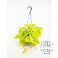 Philodendron hederaceum Lemon Lime řízek