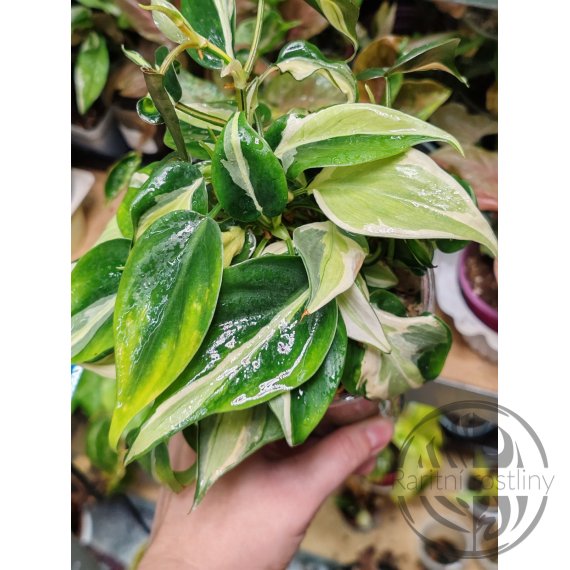 Philodendron hederaceum Rio řízek