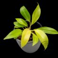 Philodendron Malay Gold