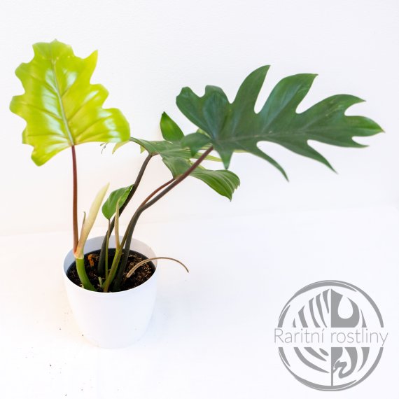 ŘÍZEK Philodendron Mayoi