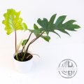 ŘÍZEK Philodendron Mayoi