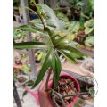 Philodendron Mayoi