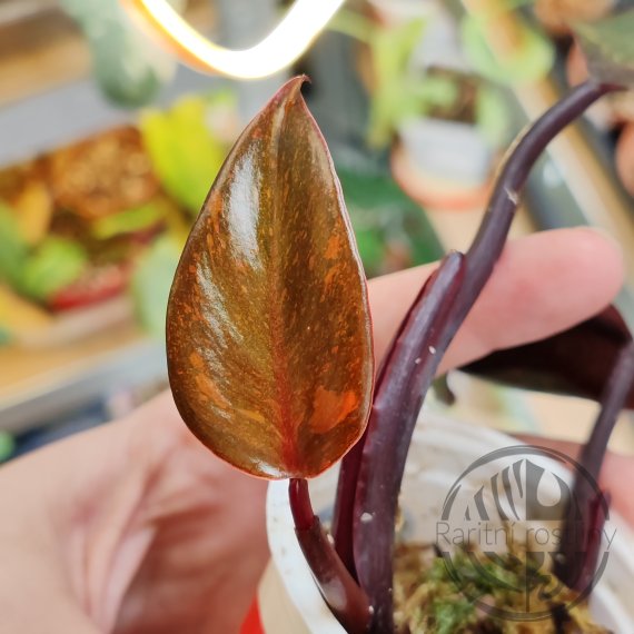 Philodendron Orange Princess