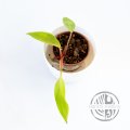 Philodendron Painted Lady