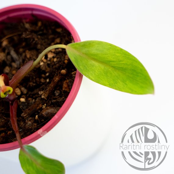 Philodendron Painted Lady
