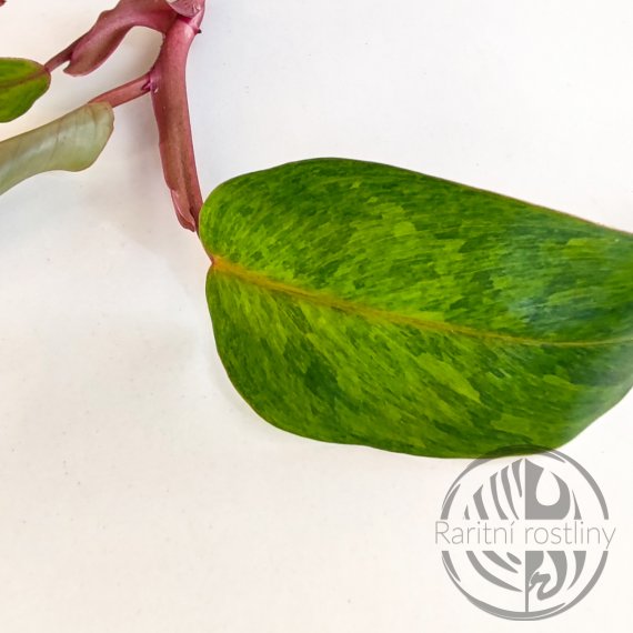 Philodendron Painted Lady