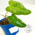 Philodendron Parasiso Verde var. řízek