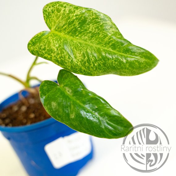 Philodendron Parasiso Verde var.