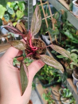 Philodendron Pink Princess marble
