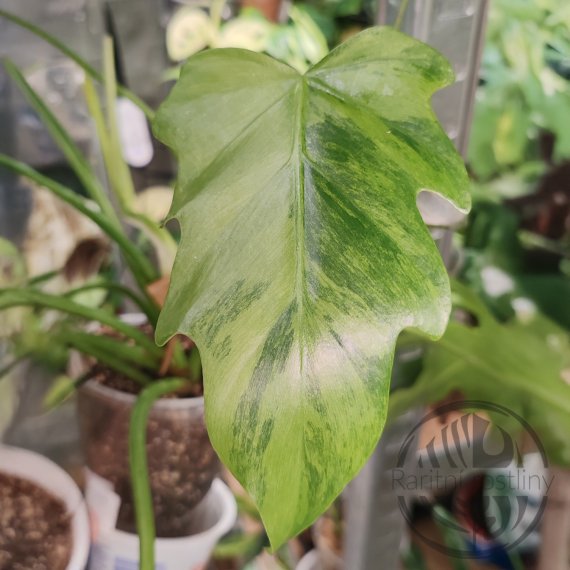 Philodendron Radiatum Variegata