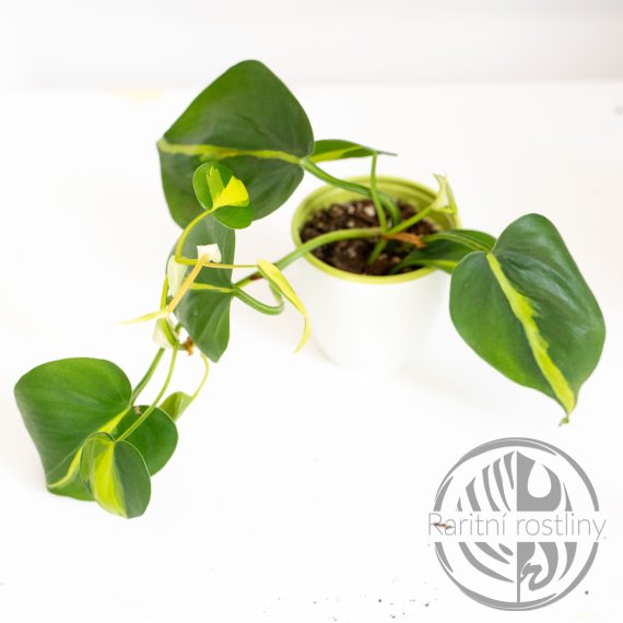 Philodendron scandens Brasil