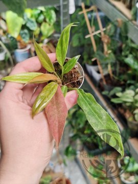 Philodendron Serratum