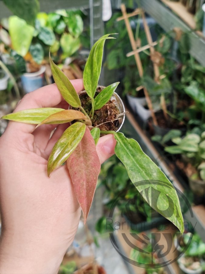 Philodendron Serratum