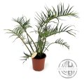 Philodendron Tortum řízek