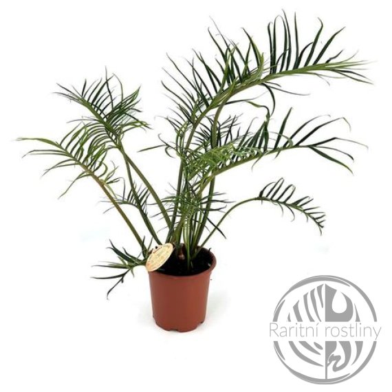 Philodendron Tortum