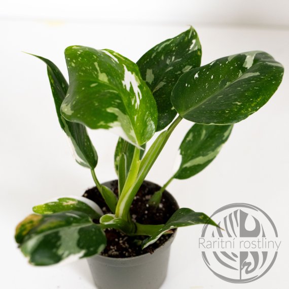 Philodendron White Wizard