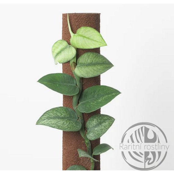 ŘÍZEK Rhaphidophora Hongkongensis Mint