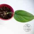 Rhaphidophora sp. Flame