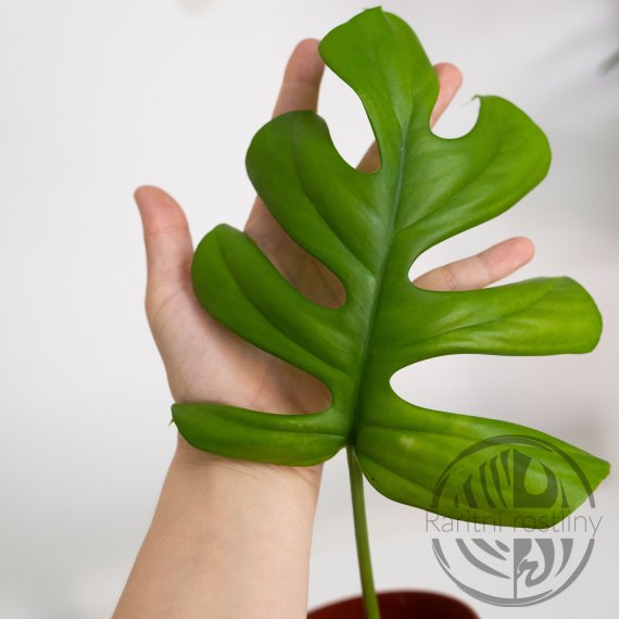 Rhaphidophora sp. Flame