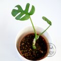 Rhaphidophora sp. Flame
