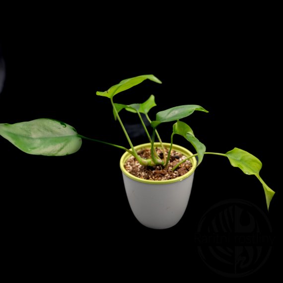 Rhaphidophora Tetrasperma