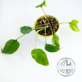 Rhaphidophora Tetrasperma