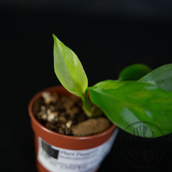 Rhaphidophora Tetrasperma (Monstera Minima) variegata