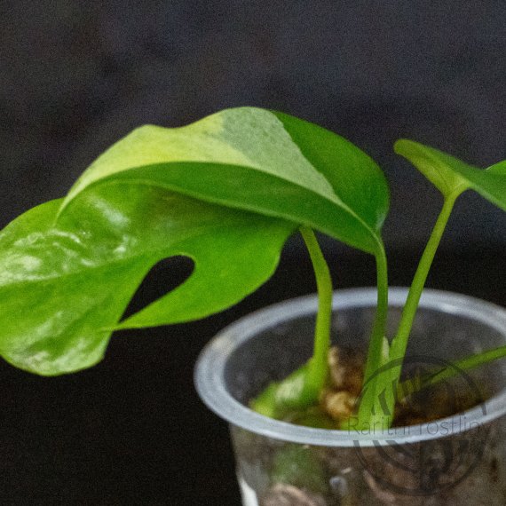 Monstera minima variegata
