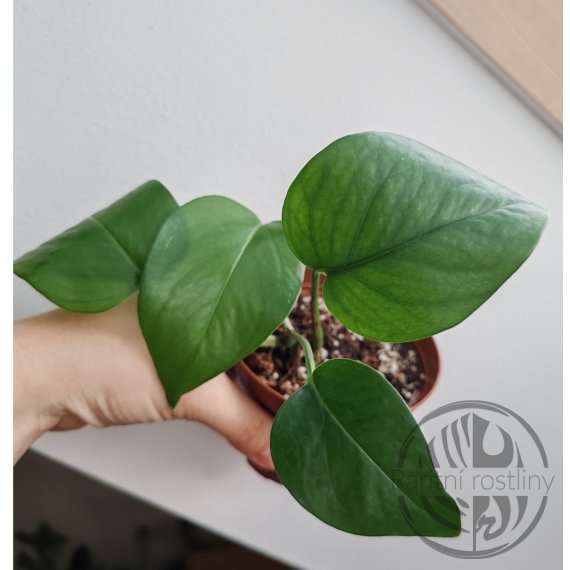 ŘÍZEK Epipremnum Aureum Jade