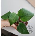 ŘÍZEK Epipremnum Aureum Jade