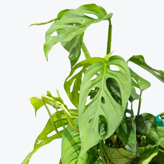 Monstera Laniata