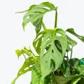 Monstera Laniata řízek