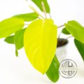 Philodendron Malay Gold Řízek
