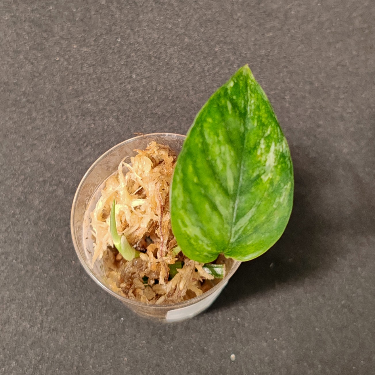 ŘÍZEK 3 Epipremnum Pinnatum hanoman sp. Bali