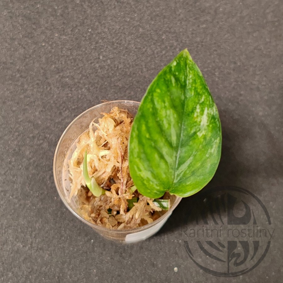 ŘÍZEK 3 Epipremnum Pinnatum hanoman sp. Bali