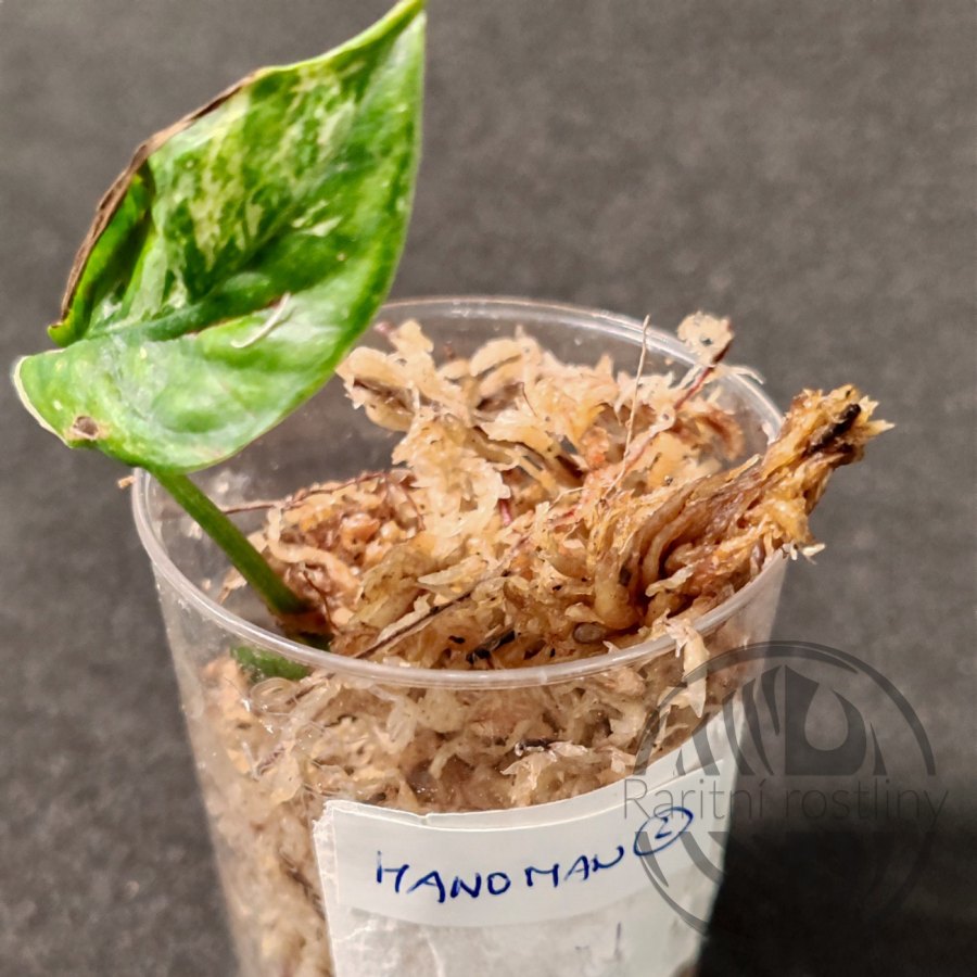 ŘÍZEK 2 Epipremnum Pinnatum hanoman sp. Bali